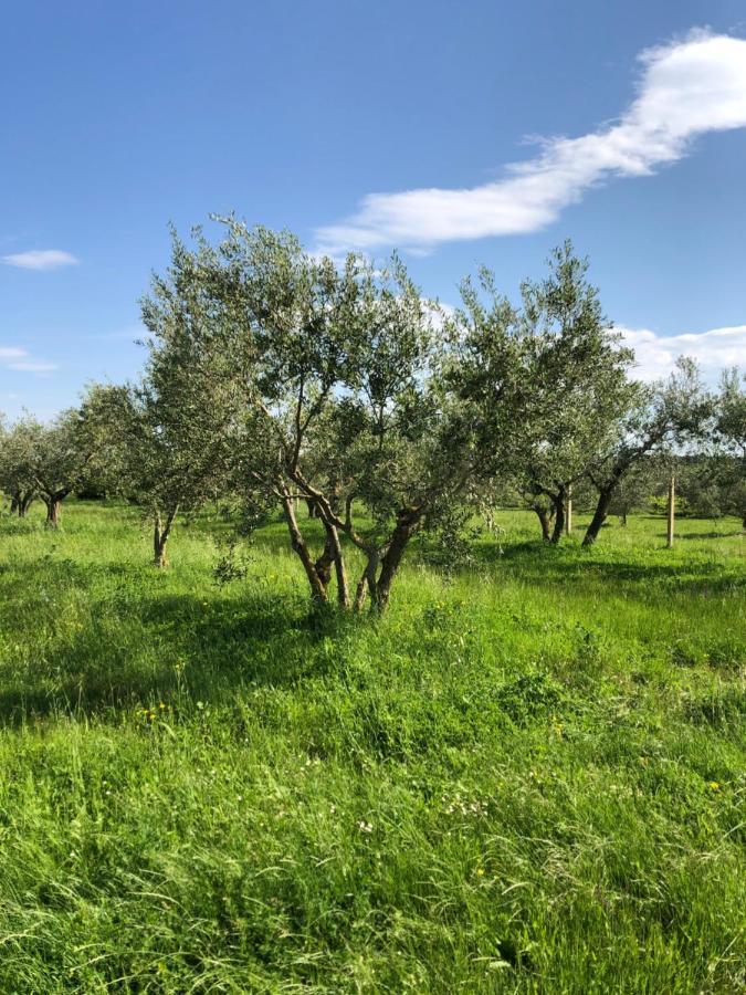 Olive Tree Apartments Umag Exterior foto